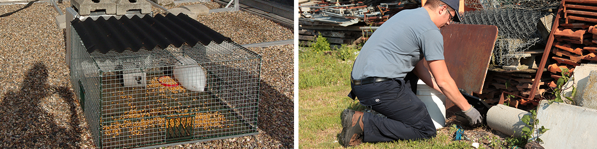 cages à pigeons et dératisation