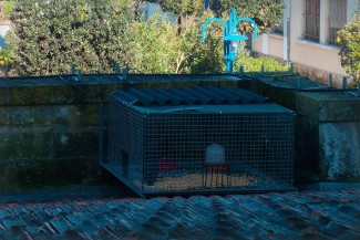 Cage à pigeons